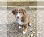 Small Photo #6 Australian Shepherd Puppy For Sale in DOVER, FL, USA