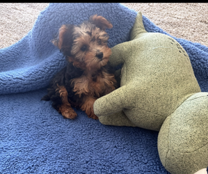 Poodle (Toy)-Yorkshire Terrier Mix Puppy for Sale in SACRAMENTO, California USA