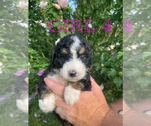 Aussiedoodle Puppy for Sale in RUPERT, West Virginia USA