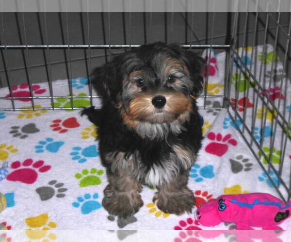 Medium Photo #7 Havashire Puppy For Sale in ORO VALLEY, AZ, USA