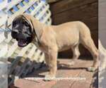 Daisy - Female Mastiff Puppy for Sale - Photo #12
