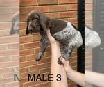 Small Photo #29 German Shorthaired Pointer Puppy For Sale in MARIETTA, GA, USA