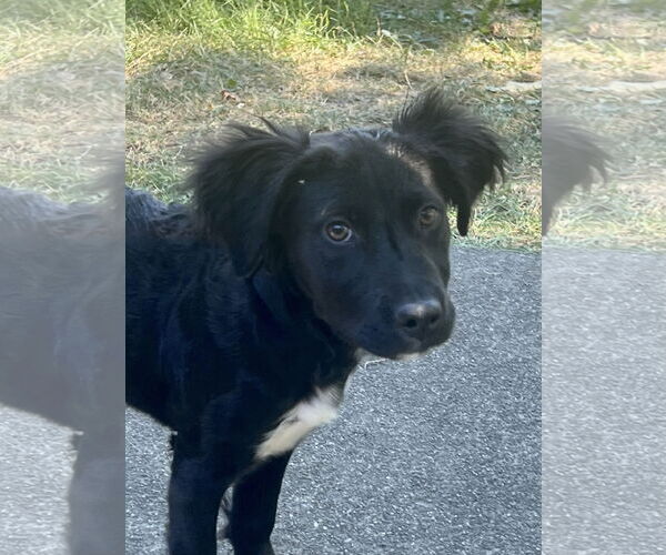 Medium Photo #2 Mutt Puppy For Sale in Spring Lake, NJ, USA