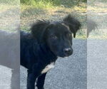 Small #1 Mutt