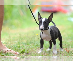 Miniature Bull Terrier Puppy for Sale in Kiskoros, Bacs-Kiskun Hungary