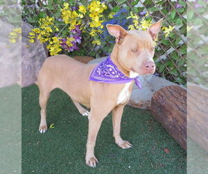 Mutt Dogs for adoption in Oklahoma City, OK, USA