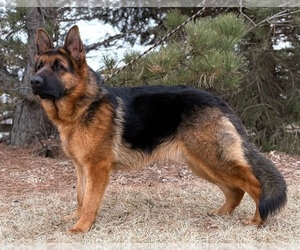Father of the German Shepherd Dog puppies born on 07/18/2026