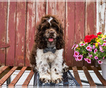 Puppy 2 Cocker Spaniel