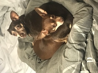 Father of the Chiweenie puppies born on 04/26/2018