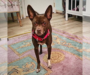 Nixie (WA) - Female Rat Terrier-Unknown Mix Dog for Adoption - Photo #3