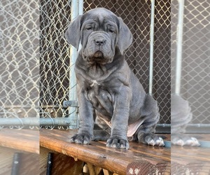 Neapolitan Mastiff Puppy for sale in WOODRUFF, SC, USA