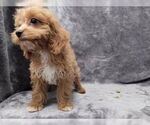 Small #5 Cavalier King Charles Spaniel
