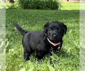 Labrador Retriever Puppy for sale in AUGUSTA, WI, USA