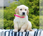 Small #1 Golden Retriever