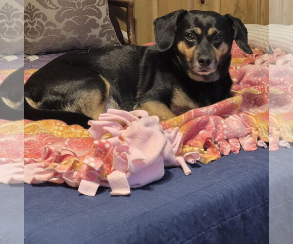 Medium Photo #1 Dachshund-Unknown Mix Puppy For Sale in Princeton, MN, USA