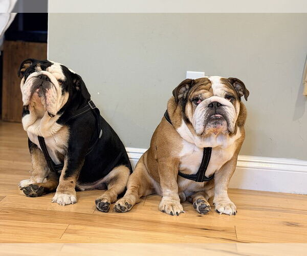 Medium Photo #6 Bulldog Puppy For Sale in Oak Bluffs, MA, USA