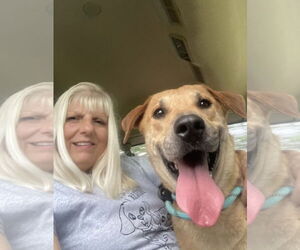 Oliver (in foster) - Female Labrador Retriever-Unknown Mix Dog for Adoption - Photo #2