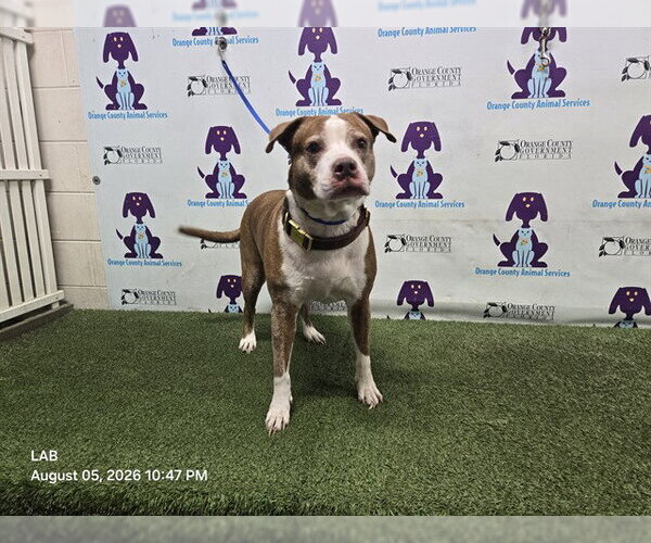 Medium Photo #1 Mutt Puppy For Sale in Orlando, FL, USA