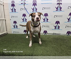 Mutt Dogs for adoption in Orlando, FL, USA