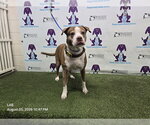 Small Mutt