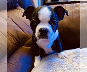 Boston Terrier Puppy for sale in WASHBURN, MO, USA