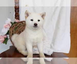 Shiba Inu Puppy for sale in SHILOH, OH, USA