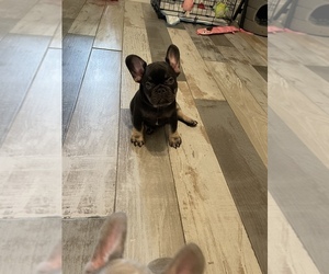 French Bulldog Puppy for sale in PALM BCH GDNS, FL, USA