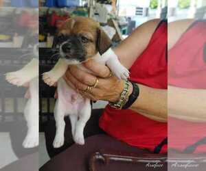 Jack Chi Puppy for sale in MIAMI, FL, USA