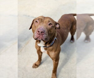Mutt Dogs for adoption in Manahawkin, NJ, USA