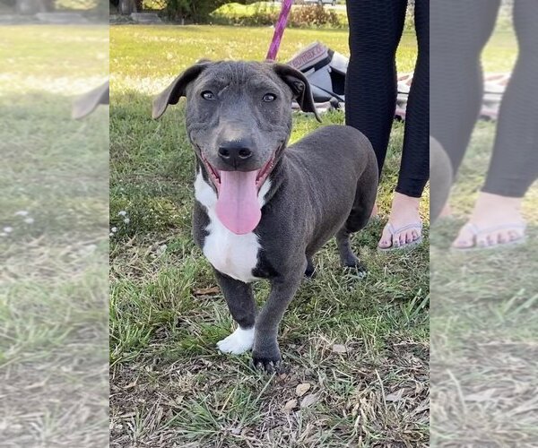 Medium Photo #5 Mutt Puppy For Sale in Abbeville, LA, USA