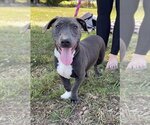 Small #4 Mutt