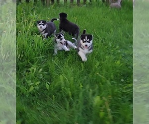 Siberian Husky Dogs for adoption in SCHENECTADY, NY, USA