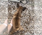 Small Photo #2 French Bulldog Puppy For Sale in STAFFORD, VA, USA