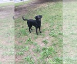 Small Photo #3 Labrador Retriever Puppy For Sale in PELZER, SC, USA