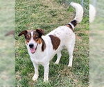 Small #4 Colonial Cocker Spaniel Mix