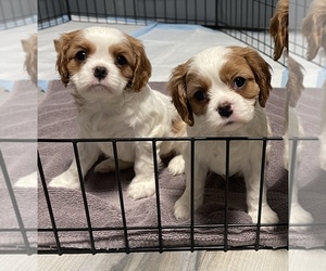 Cavalier King Charles Spaniel Puppy for sale in LACONIA, IN, USA