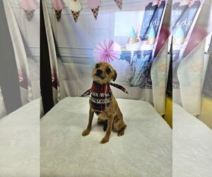 Miniature Pinscher-Unknown Mix Dogs for adoption in Metairie, LA, USA