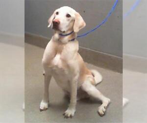 Labrador Retriever-Unknown Mix Dogs for adoption in Las Vegas, NV, USA