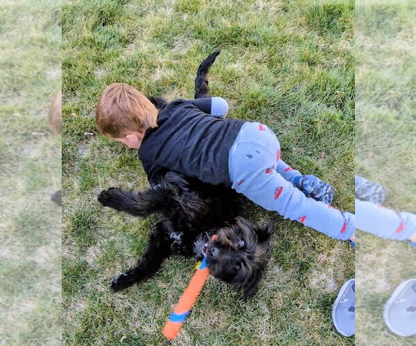 Medium Photo #8 Poodle (Standard)-Unknown Mix Puppy For Sale in Sandy, UT, USA