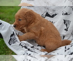 Puppy Roxann Golden Retriever