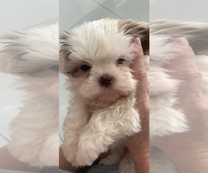Shih Tzu Puppy for sale in PUNTA GORDA, FL, USA
