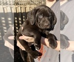 Puppy Orangey German Shorthaired Lab