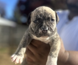 American Bully-Cane Corso Mix Puppy for sale in RAHWAY, NJ, USA