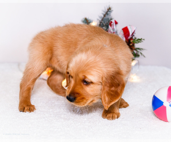 Medium Photo #22 Golden Retriever Puppy For Sale in WAKARUSA, IN, USA