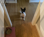 Small #2 Border Collie-Jack Russell Terrier Mix