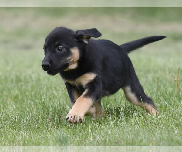 Medium Photo #7 Borador Puppy For Sale in Mechanicsburg, PA, USA