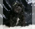 Small #3 YorkiePoo