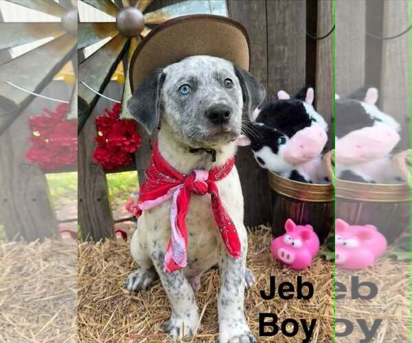 Medium Photo #1 Lab-Pointer Puppy For Sale in Royal Palm Beach, FL, USA