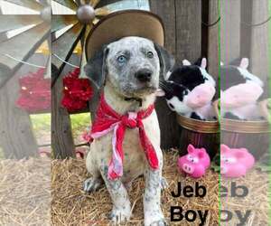 Lab-Pointer Dogs for adoption in Royal Palm Beach, FL, USA