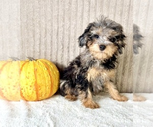 Bernedoodle (Miniature) (+ Poodle Miniature) Puppy for sale in INDIANAPOLIS, IN, USA